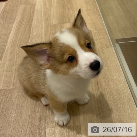 長野県のウェルシュコーギーペンブローク (ペットプラス 須坂店/2026年5月12日生まれ/男の子/レッドホワイト)の子犬の4枚目の画像