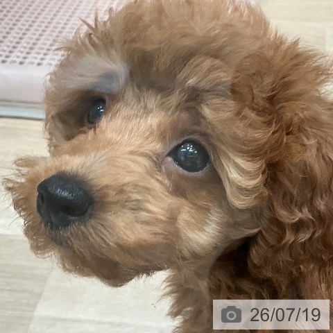 宮城県のトイプードル(トイ) (ペットプラス 仙台泉大沢店/2026年5月13日生まれ/男の子/アプリコット)の子犬の4枚目の画像