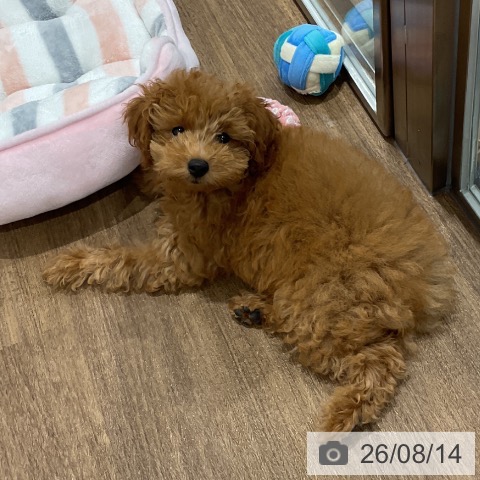 神奈川県のトイプードル(トイ) (ペッツワン 小田原店/2026年5月13日生まれ/女の子/アプリコット)の子犬の3枚目の画像