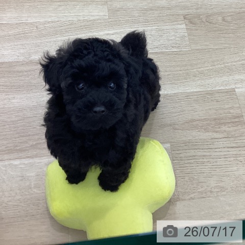 神奈川県のトイプードル(トイ) (ペットプラス 相模原並木店/2026年5月14日生まれ/男の子/ブラック)の子犬の4枚目の画像