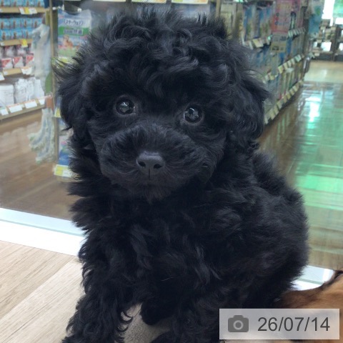 福島県のトイプードル(トイ) (ペットプラス 福島店/2026年5月14日生まれ/男の子/ブラック)の子犬の3枚目の画像