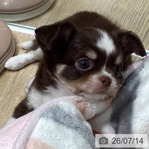 チワワの写真