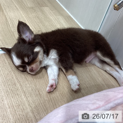 埼玉県のチワワ(ロング) (ペットプラス ピオニウォーク東松山店/2026年5月12日生まれ/男の子/チョコレートタンホワイト)の子犬の3枚目の画像
