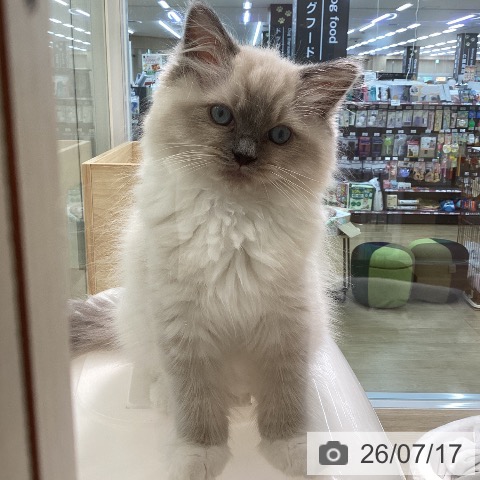 宮城県のラグドール (ペットプラス 仙台泉大沢店/2026年4月24日生まれ/女の子/ブルーポイントミテッド)の子猫の3枚目の画像