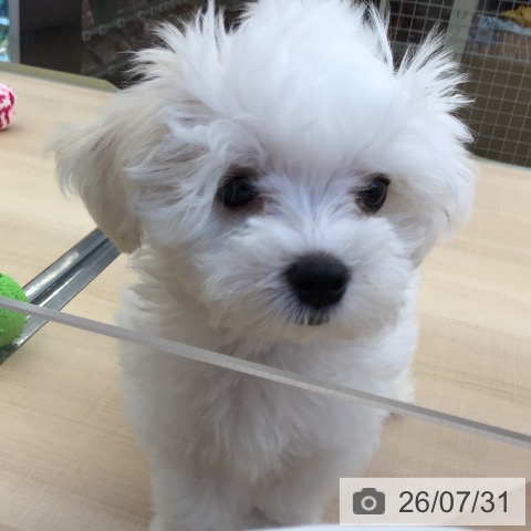 東京都のマルチーズ (ペッツワン 南砂町SUNAMO店/2026年5月13日生まれ/男の子/ホワイト)の子犬の3枚目の画像
