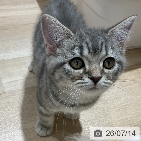 千葉県のスコティッシュフォールド (ペットプラス 木更津店/2026年5月1日生まれ/男の子/ブルータビー)の子猫の4枚目の画像