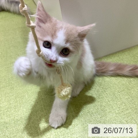スコティッシュフォールドの写真