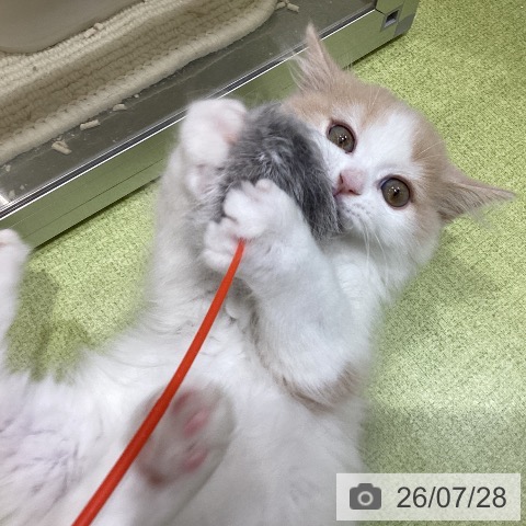 埼玉県のスコティッシュフォールド (ペットプラス 羽生店/2026年5月12日生まれ/男の子/クリームタビーホワイト)の子猫の4枚目の画像