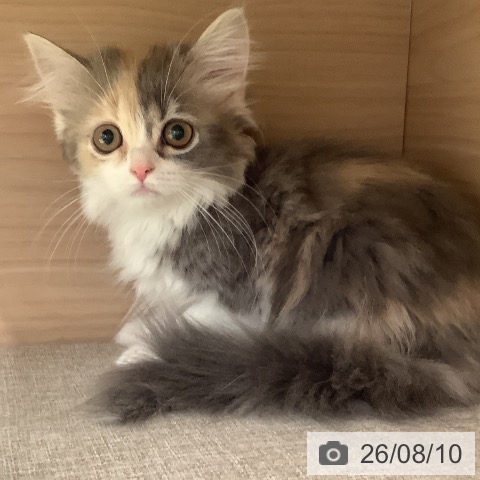 スコティッシュフォールドの写真