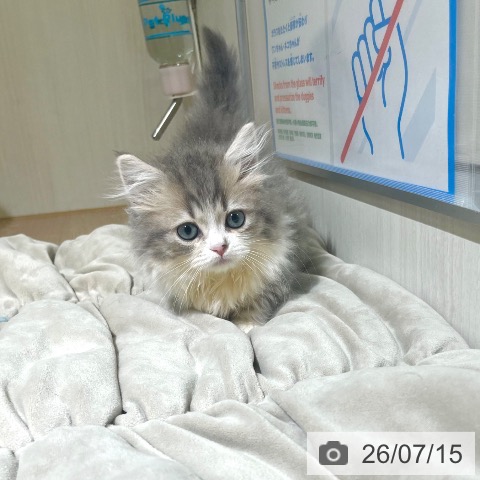 マンチカンの写真