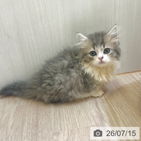 マンチカンの写真