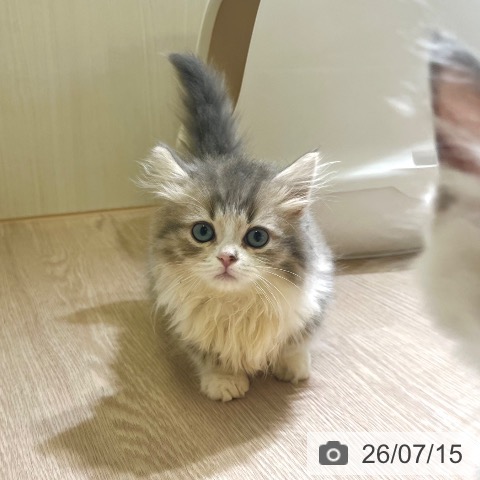 マンチカンの写真