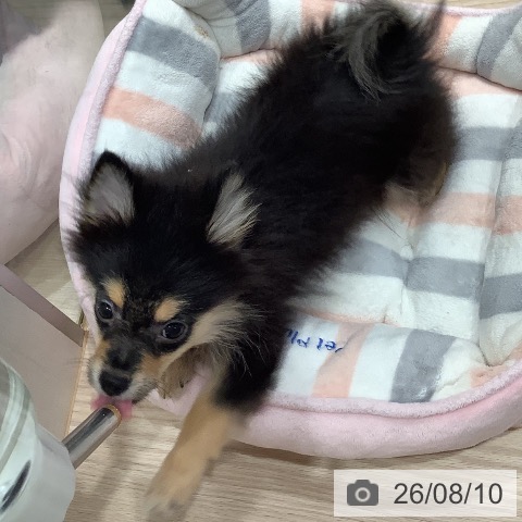 千葉県のポメラニアン (ペットプラス ユーカリが丘店/2026年5月2日生まれ/男の子/ブラックタン)の子犬の3枚目の画像