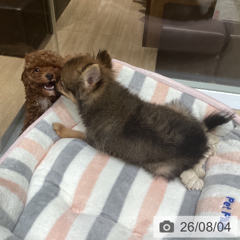 東京都のポメラニアン (ペットプラス 立川高島屋S.C.店/2026年5月2日生まれ/女の子/オレンジセーブル)の子犬の4枚目の画像