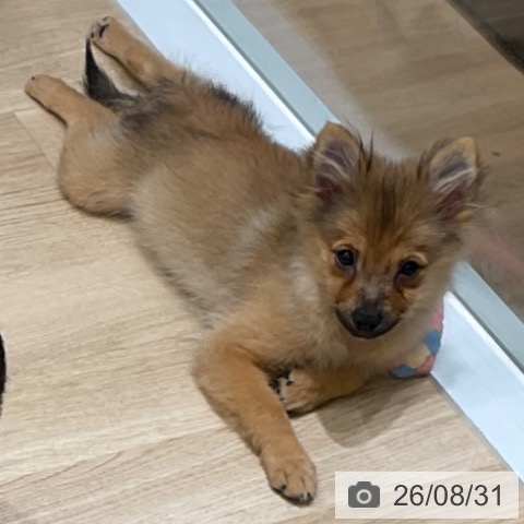 ポメラニアンの写真