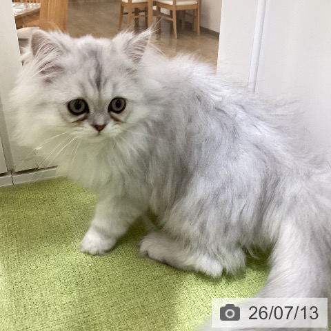 埼玉県のペルシャ (ペットプラス 羽生店/2026年4月8日生まれ/男の子/チンチラシルバー)の子猫の3枚目の画像