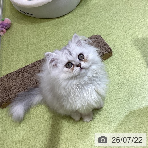 埼玉県のペルシャ (ペットプラス 羽生店/2026年4月8日生まれ/男の子/チンチラシルバー)の子猫の3枚目の画像