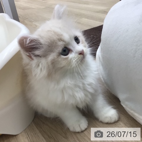 福島県のスコティッシュフォールド (ペットプラス 福島店/2026年5月11日生まれ/男の子/クリームタビーホワイト)の子猫の4枚目の画像