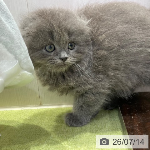 千葉県のスコティッシュフォールド (ペットプラス 幕張新都心店/2026年5月11日生まれ/男の子/ブルー)の子猫の4枚目の画像