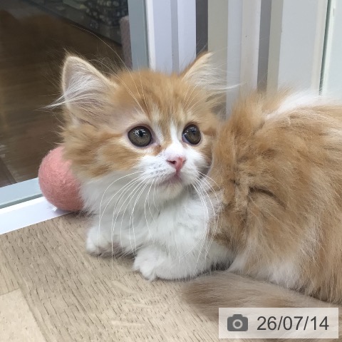 福島県のマンチカン (ペットプラス 福島店/2026年5月8日生まれ/女の子/レッドタビーホワイト)の子猫の4枚目の画像