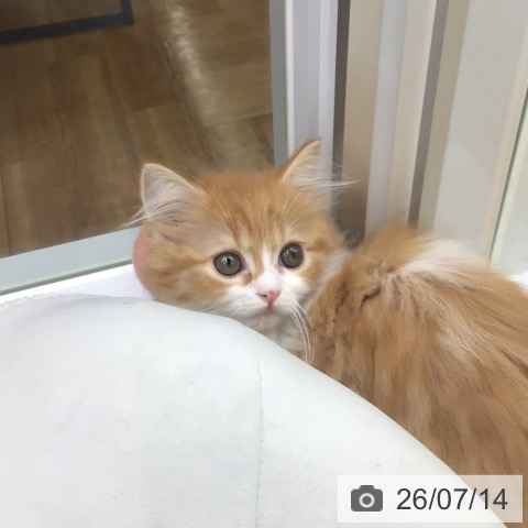 福島県のマンチカン (ペットプラス 福島店/2026年5月8日生まれ/女の子/レッドタビーホワイト)の子猫の3枚目の画像