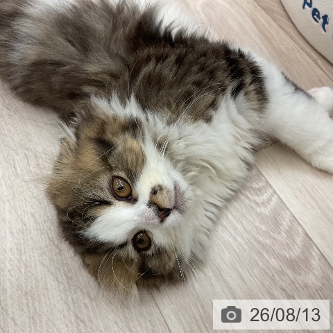 スコティッシュフォールドの写真