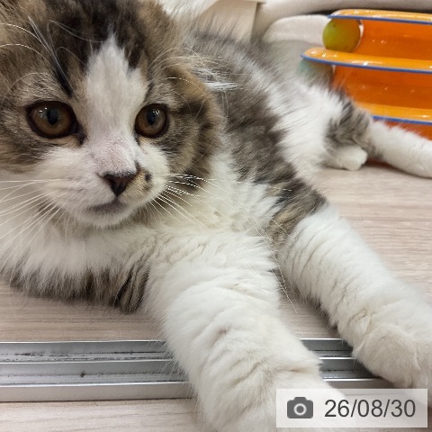 スコティッシュフォールドの写真
