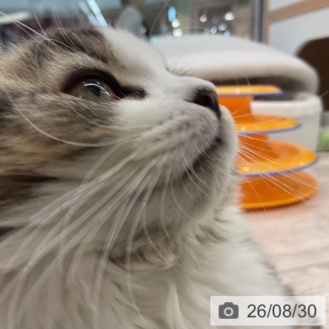 スコティッシュフォールドの写真