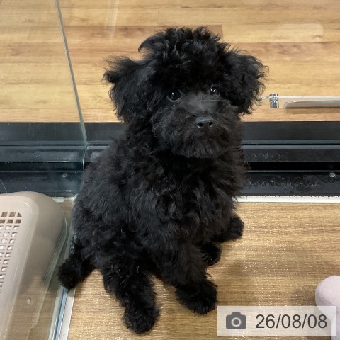 埼玉県のトイプードル(トイ) (ペッツワン 新座店/2026年5月13日生まれ/男の子/ブラック)の子犬の3枚目の画像