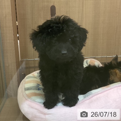 神奈川県のトイプードル(トイ) (ペッツワン 横須賀久里浜店/2026年5月13日生まれ/男の子/ブラック)の子犬の4枚目の画像