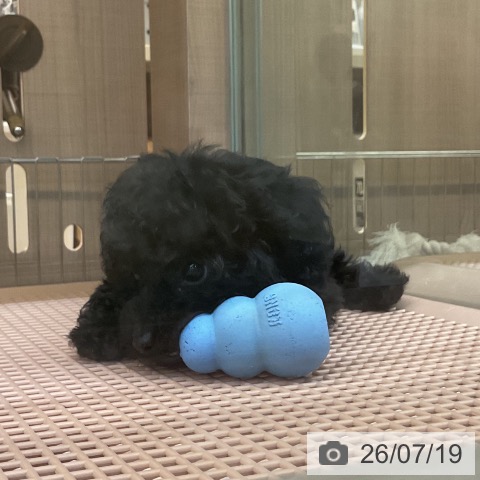 神奈川県のトイプードル(トイ) (ペッツワン 横須賀久里浜店/2026年5月13日生まれ/男の子/ブラック)の子犬の3枚目の画像