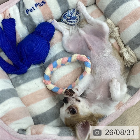 チワワの写真