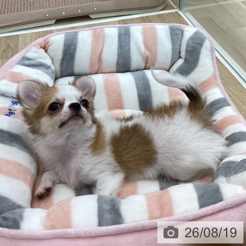チワワの写真