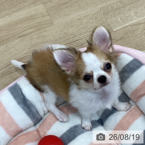 チワワの写真