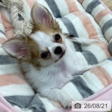 チワワの写真