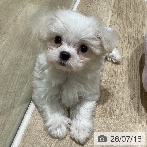宮城県のマルチーズ (ペットプラス 仙台上杉店/2026年5月14日生まれ/女の子/ホワイト)の子犬の3枚目の画像
