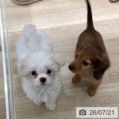 宮城県のマルチーズ (ペットプラス 仙台上杉店/2026年5月14日生まれ/女の子/ホワイト)の子犬の4枚目の画像