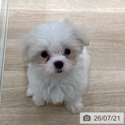 宮城県のマルチーズ (ペットプラス 仙台上杉店/2026年5月14日生まれ/女の子/ホワイト)の子犬の3枚目の画像