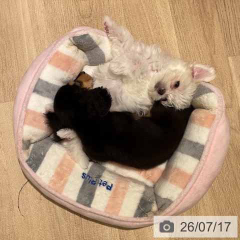 神奈川県のマルチーズ (ペットプラス 座間店/2026年5月14日生まれ/女の子/ホワイト)の子犬の4枚目の画像