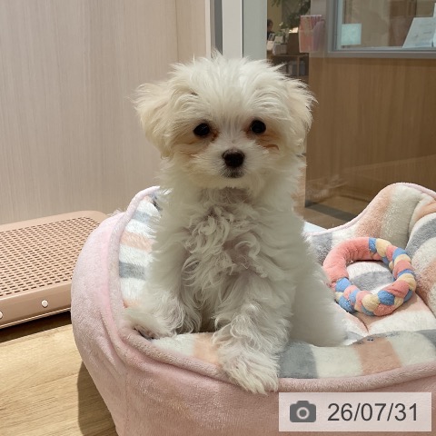 神奈川県のマルチーズ (ペットプラス 座間店/2026年5月14日生まれ/女の子/ホワイト)の子犬の3枚目の画像