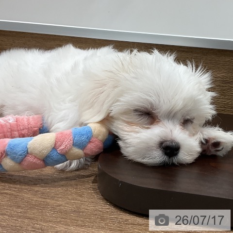 マルチーズの写真
