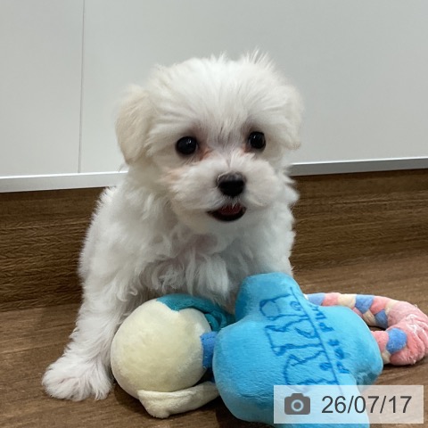 神奈川県のマルチーズ (ペッツワン 小田原店/2026年5月14日生まれ/女の子/ホワイト)の子犬の4枚目の画像