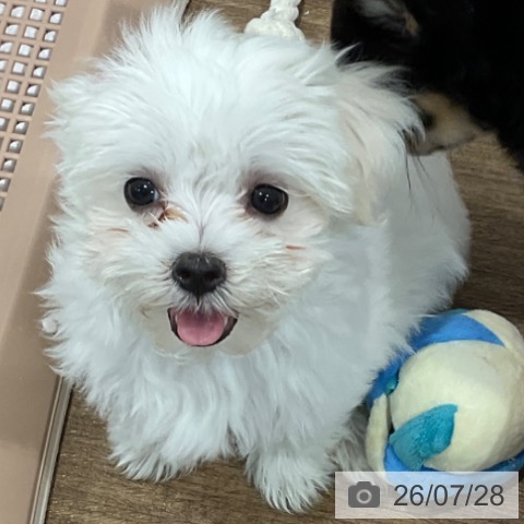 神奈川県のマルチーズ (ペッツワン 小田原店/2026年5月14日生まれ/女の子/ホワイト)の子犬の4枚目の画像