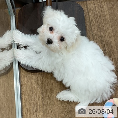 神奈川県のマルチーズ (ペッツワン 小田原店/2026年5月14日生まれ/女の子/ホワイト)の子犬の4枚目の画像