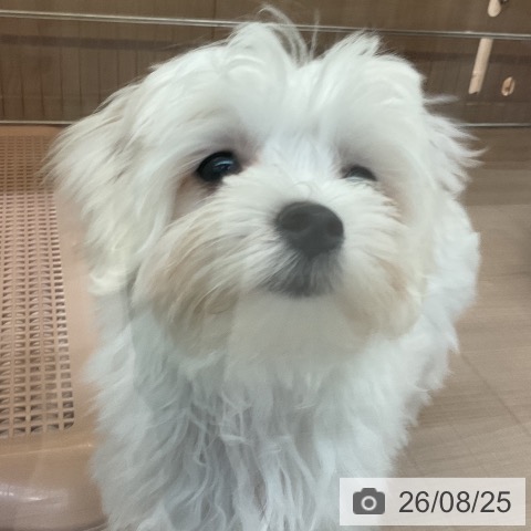 神奈川県のマルチーズ (ペッツワン 小田原店/2026年5月14日生まれ/女の子/ホワイト)の子犬の4枚目の画像