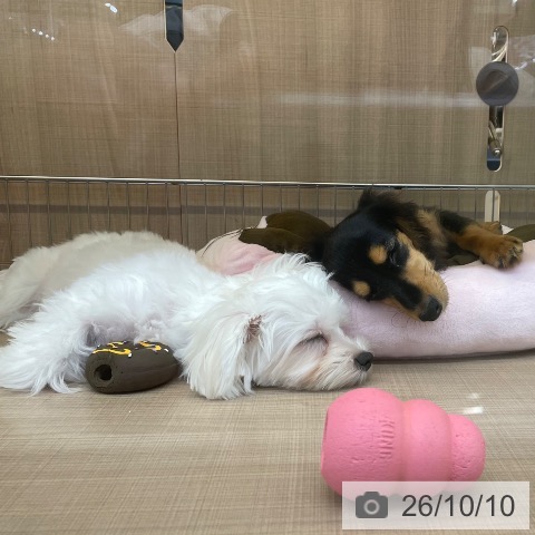 神奈川県のマルチーズ (ペッツワン 横須賀久里浜店/2026年5月14日生まれ/女の子/ホワイト)の子犬の4枚目の画像