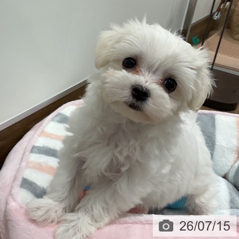 神奈川県のマルチーズ (ペッツワン 小田原店/2026年5月14日生まれ/女の子/ホワイト)の子犬の3枚目の画像
