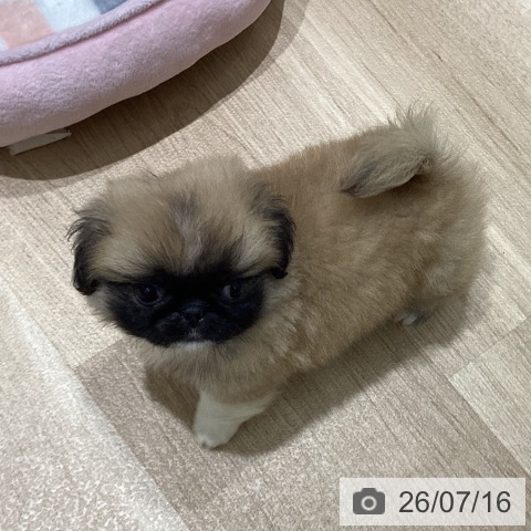 宮城県のペキニーズ (ペットプラス 仙台上杉店/2026年5月12日生まれ/男の子/フォーンホワイト)の子犬の4枚目の画像