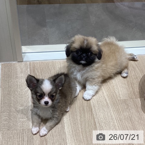 宮城県のペキニーズ (ペットプラス 仙台上杉店/2026年5月12日生まれ/男の子/フォーンホワイト)の子犬の3枚目の画像