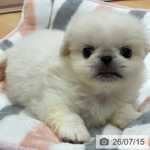 ペキニーズの写真